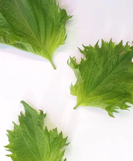 Лист микрозелени Периллы шисо, 25 шт. фото 2